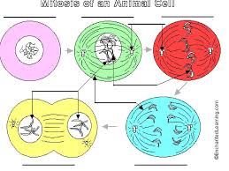 Check spelling or type a new query. 10 2 Cell Division In Eukaryotes Cell Division Occurs In 2 Major Stages Mitosis Cell Nucleus Divides Exact Copy Made 2 Cytokinesis Division Of The Ppt Download