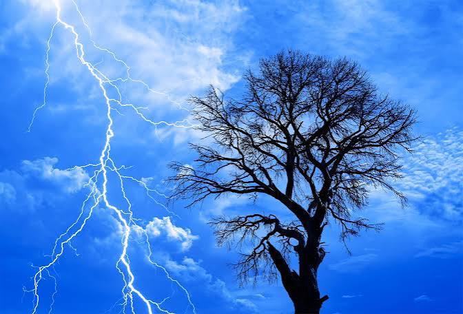 Trees release invisible electric sparks during thunderstorms - Earth.com