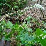 Image result for Celosia trigyna