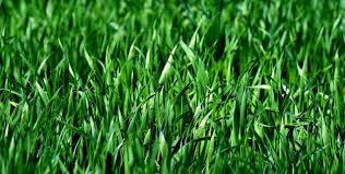 Wann sie ihren garten kalken sollten und wie man es richtig macht. Rasen Kalken Tipps Rasenpflege Bei Moos Klee Mit Kalk