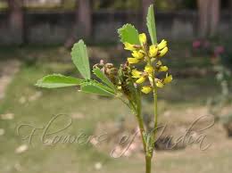 Melilotus Indicus Indian Sweet Clover