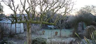 So müssen im winter immergrüne gewächse von der schneelast befreit werden. So Sieht Auch Dein Garten Im Winter Toll Aus 5 Tipps Mit Wow Effekt Willkommen In Franks Kleinem Garten
