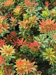 Image result for Pieris japonský debutante obrázek