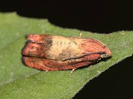 Image result for Cydia microgrammana