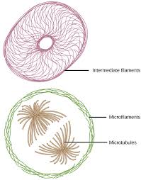 4 5 The Cytoskeleton Biology Libretexts