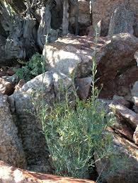 Image result for Montinia