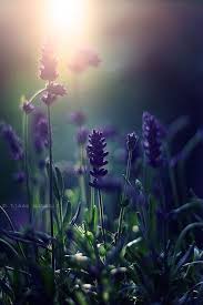 Pin By Bianca Mv On Heide Lavendel Hortensia Lathyrus In 2020 Spring Photography Flowers Photography Lavender Flowers
