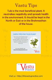 Vastu Tips For Tulsi Where To Place Tulsi Plant In Your Home Natural Home Decor Natural Living Room Decor Tulsi Plant