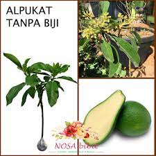Alpukat digemari tidak hanya karena kaya nutrisi dan lemak sehat, namun rasanya juga sangat buah alpukat merupakan salah satu buah yang bukan merupakan buah asli indonesia, buah ini. Tanaman Alpukat Import Tanpa Biji Shopee Indonesia