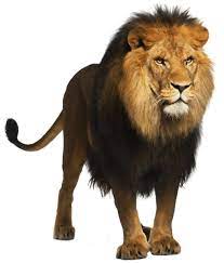 Pin By Fangpengfei On Animals Lion Images Panthera Leo Lion Wallpaper