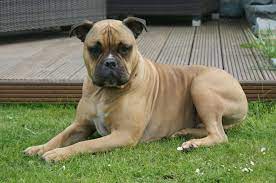 The olde english bulldogge is an american dog breed, recognized by the united kennel club (ukc) in january 2014. Einstufung Als Gefahrlicher Hund Durch Die Hundesteuersatzung Hier Olde English Bulldog Schlosser Aktuellschlosser Aktuell