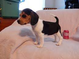 Pocket Beagle Puppies Born Beagle Puppy Beagle Dog Positive Dog Training