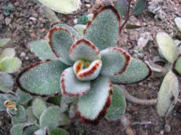 Kalanchoe Tomentosa Wikipedia Succulents Plants