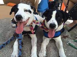 The phrase second chance about says it all. A Second Chance Puppies And Kittens Rescue Orvis Animal Care Grant Report Petfinder Foundation