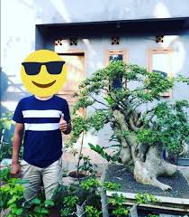 Bonsai Serut Jumbo Cahunit Com