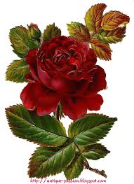 pin by martin aret aret on rose vintage flowers vintage roses red roses