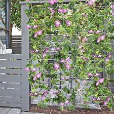 Artificial Vines 2pcs 15feet Morning Glory Hanging Plants Silk Garland Fake Green Plant Home Garden Wall Fence Stairway Outdoor Wedding Hanging Baskets Decor P Hanging Plants Garden Wall Patio Plants