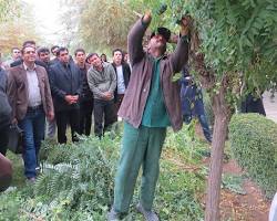 Image of فضای سبز و درختان