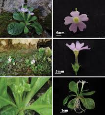 Image result for Primulaceae