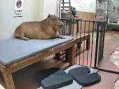 CAPYBARA LAND (Capybara Cafe & Petting Zoo) 内山 茂 | SUNDAY ...