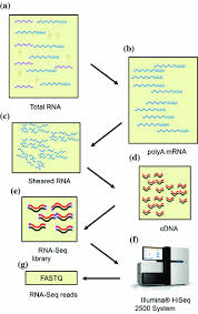 Report minuni si false minuni. Introduction To Isoform Sequencing Using Pacific Biosciences Technology Iso Seq Springerlink