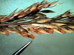 Image result for Sporobolus rigidifolius