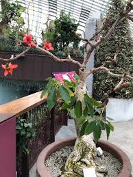 Image result for Bombax ceiba