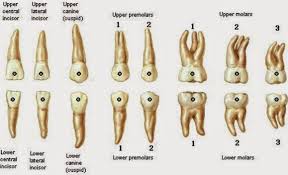 Meskipun bagian kecil dari akar ini dapat dibiarkan begitu saja dalam soket selama tidak. Jumlah Akar Gigi Geraham Akarkua