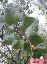 Image result for Eriolaena