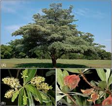 Image result for Terminalia sericea