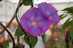Image result for Ipomoea adenioides