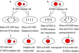 Animal cell mitosis coloring activity. The Roles Of Kinetochore Of Micronucleus In Mitosis Of Hela Cells A Live Cell Imaging Study Cancer Cell International Full Text