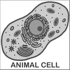 Maybe you would like to learn more about one of these? Clip Art Cells Animal Unlabeled Grayscale I Abcteach Com Abcteach
