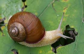Sie mag gerne kalkhaltige böden, da sie kalk als material für ihr schneckenhaus braucht. Skurril Schnecke Nutzt Ihr Haus Als Keule Schneckenart Wehrt Sich Durch Schlage Mit Ihrem Haus Gegen Angreifer Scinexx De