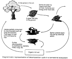 Ecosystem Cbse Notes For Class 12 Biology Learn Cbse Ecosystem Cbsenotesforclass12bioiogy Biology Plants Ecosystems Biology
