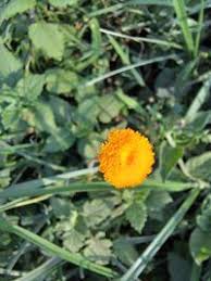 Image result for Crassocephalum vitellinum