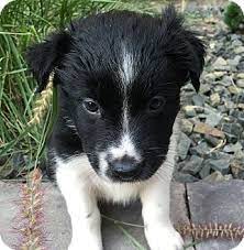 Instead of going inside let them stand out and give them time to watch other. Border Collie Mix Puppy For Adoption In Fort Collins Colorado Lily Bentley S Border Collie Mix Border Collie Mix Puppies Puppy Adoption