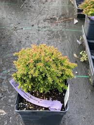 Image result for Cryptomeria japonica