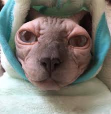 Pizza hot dog #amsterdam | hot dog pizza, food. Meet Amsterdam The Thicc Sphynx Cat Who Enjoys Flaunting His Big Bell Cats On Catnip