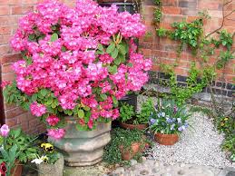 Pin By Rhian Pamphilon On Chimney Pot Planting Container Plants Container Gardening Chimney Pot Planter