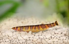 Could i keep a single kuhli loach and some shreemp in my 10 gallon tank? The Ultimate Kuhli Loach Care Guide Tank Mates Breeding And More Fishkeeping World