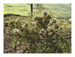 Image result for Albizia adianthifolia