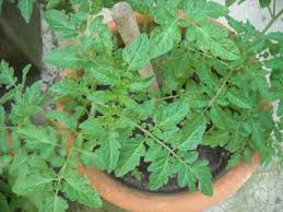 Malattie dei pomodori e foglie secche: Malattie Del Pomodoro