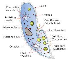Images of protozoa protozoa bacteria common protozoa parasitic protozoa ciliate protozoa phylum protozoa protozoa types protozoa cartoon what are protozoa protozoa disease paramecium microscope protozoa parasite protozoa animals protozoa amoeba protozoa shape. Photomicrography And Video Of Protozoa And Rotifers By Robert Berdan The Canadian Nature Photographer