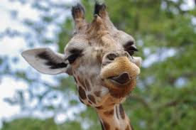 We did not find results for: Close Up Photography Of Giraffe With Tongue Out Nohat Free For Designer