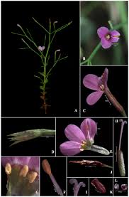 Image result for Canscora alata