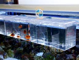 They also swim together and get along. Acrylic Fish Tank Breeding House Aquarium Delivery Room Hatchery Incubator Isolation Box For Guppies Betta Baby Fish S L Betta Breeding Aquarium Betta Fishbox For Aliexpress
