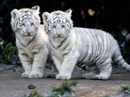Are you searching for white tiger png images or vector? Baby White Tiger Wallpaper 1600x1200 11537