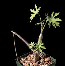 Image result for Cissus