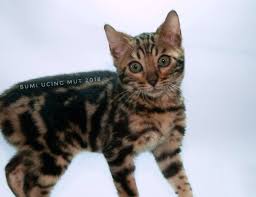 Meskipun diklasifikasikan sebagai kucing hutan, ras bengal adalah salah satu hewan paling populer dan digunakan sebagai hewan. Kucing Bengal Indonesia Jual Kucing Kitten Bengal Murah